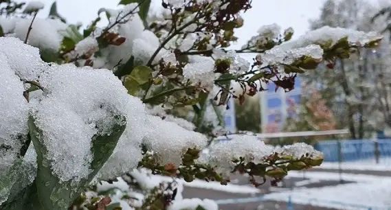 Метеорологи рассказали, когда в Татарстане выпадет снег