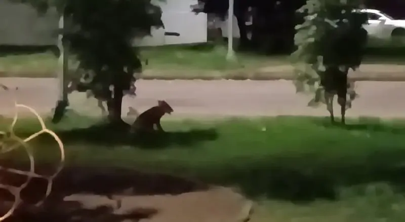 Во дворе Нижнекамска заметили лису