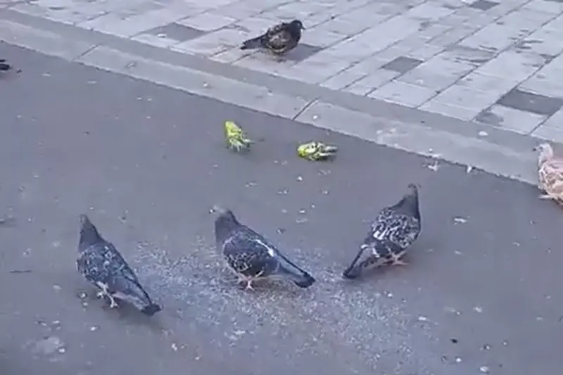 В Нижнекамске на видео сняли попугайчиков, которые кормились вместе с голубями