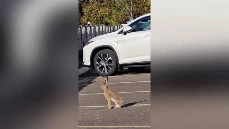 В Нижнекамске заметили зайца