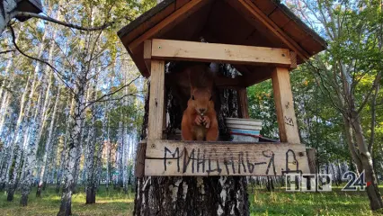 В Нижнекамске могут появиться аппараты для кормления белок