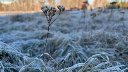 Татарстанцам рассказали, почему в республике не выпадает снег