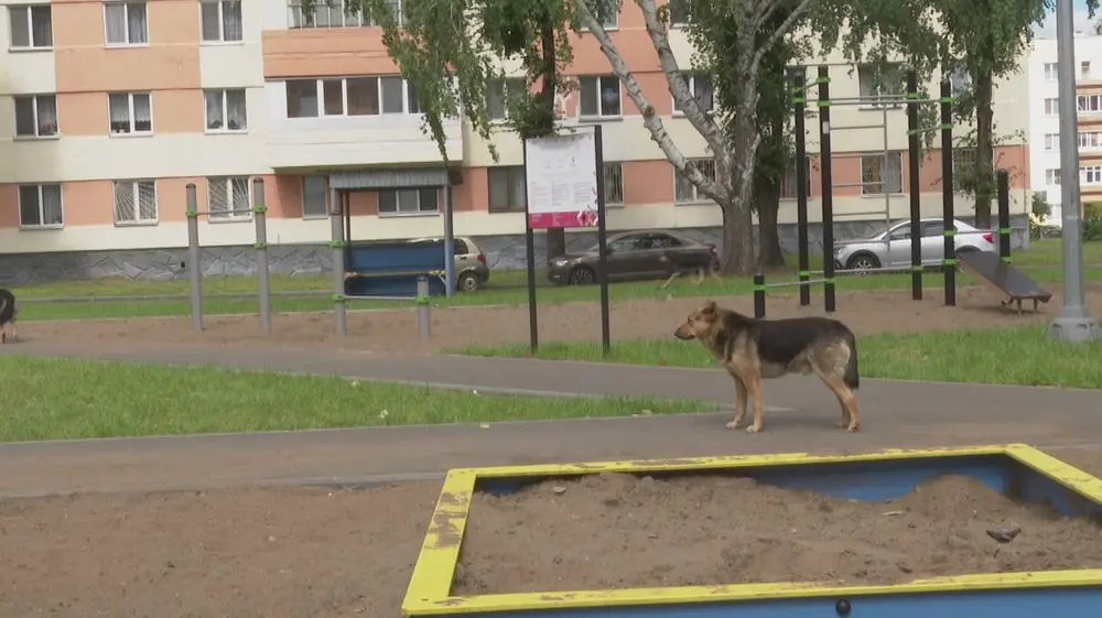 В Нижнекамске определили места, куда нельзя выпускать бездомных животных