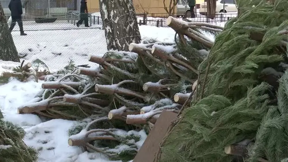 Татарстанцам назвали средние цены лесхозов на живые ели в этом году