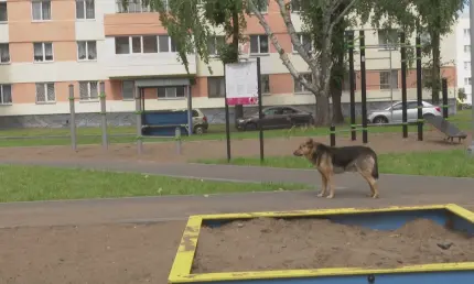 В Нижнекамске определили места, куда нельзя выпускать бездомных животных