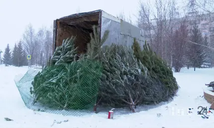 Нижнекамцам рассказали о ценах на новогодние ёлки