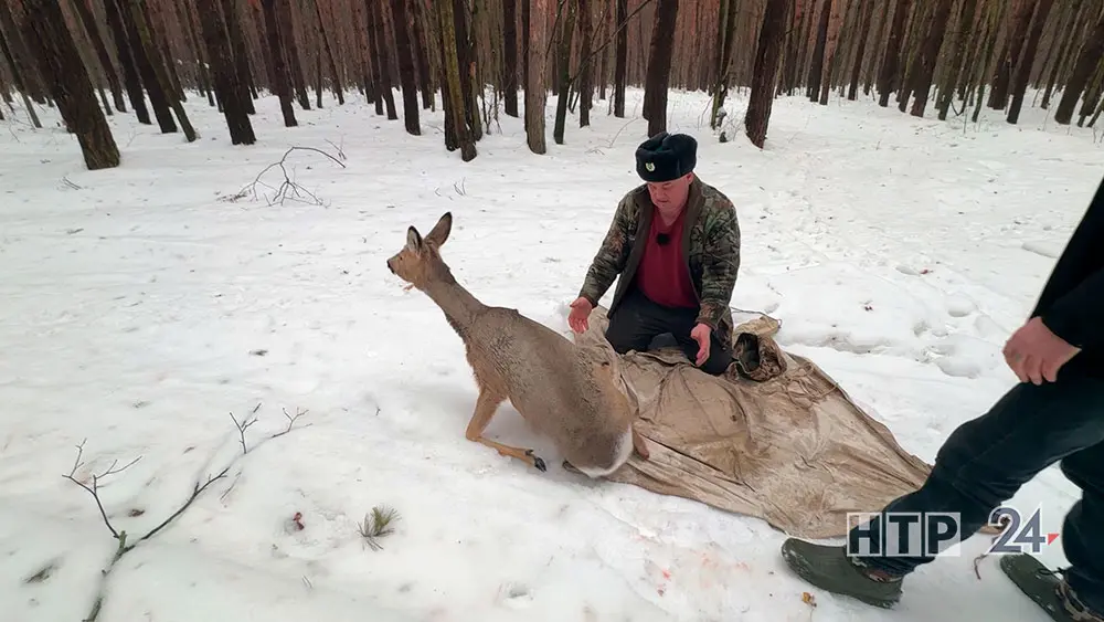 В Нижнекамске косуля оказалась в ловушке, её спасли, но в лес она убежать не смогла