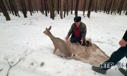 В Нижнекамске косуля оказалась в ловушке, её спасли, но в лес она убежать не смогла