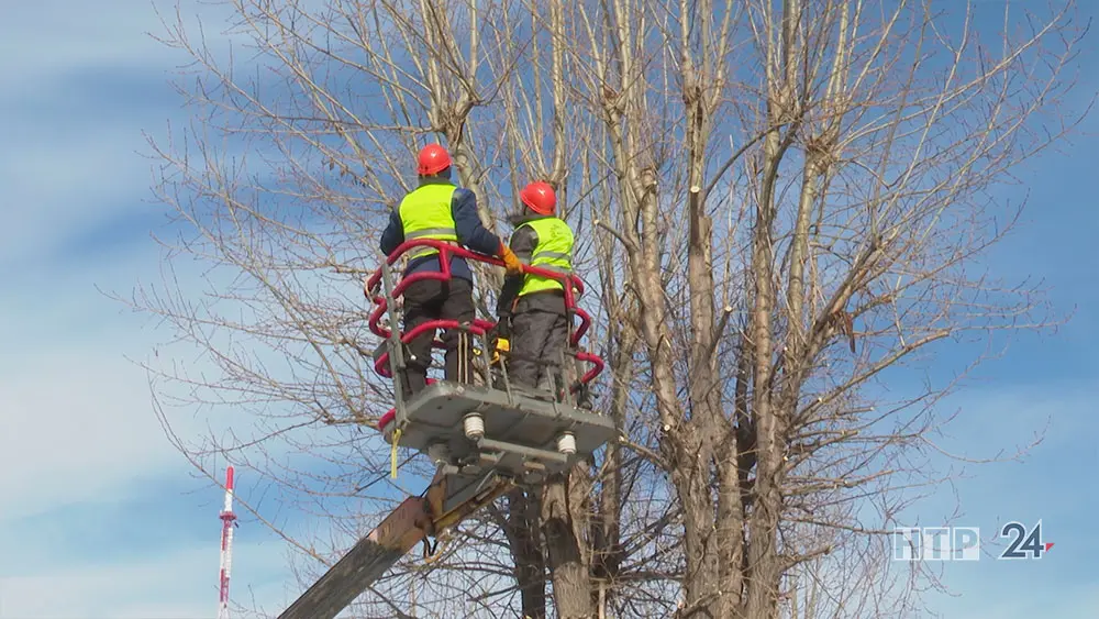 В Нижнекамске планируют обрезать 660 деревьев