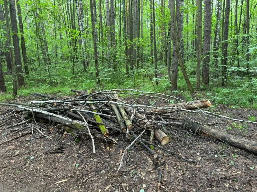 Можно ли спилить сухое дерево на валежник