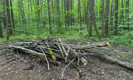 Можно ли спилить сухое дерево на валежник - телеканал НТР 24